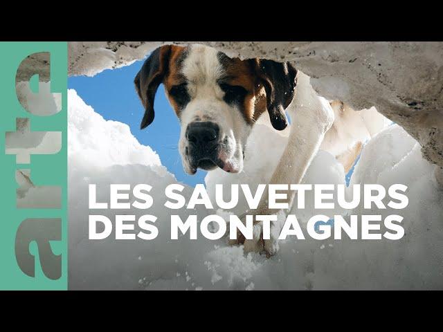 Saint-Bernard et ses chiens | GEO Reportage | ARTE Family