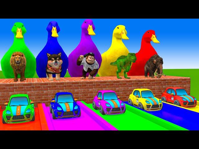 5 Giant Duck Cartoon,Cow,Mammoth,Lion,T-Rex,Tiger Paint Wild Animals Crossing Fountain Animation