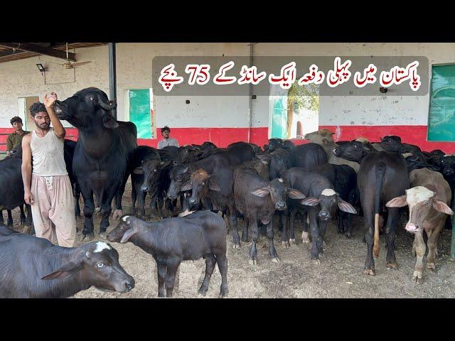 75 Calves from one Bull ll World Best Buffalo Breeder Bull Babar3 of Haji Shaukat Doggar of Multan