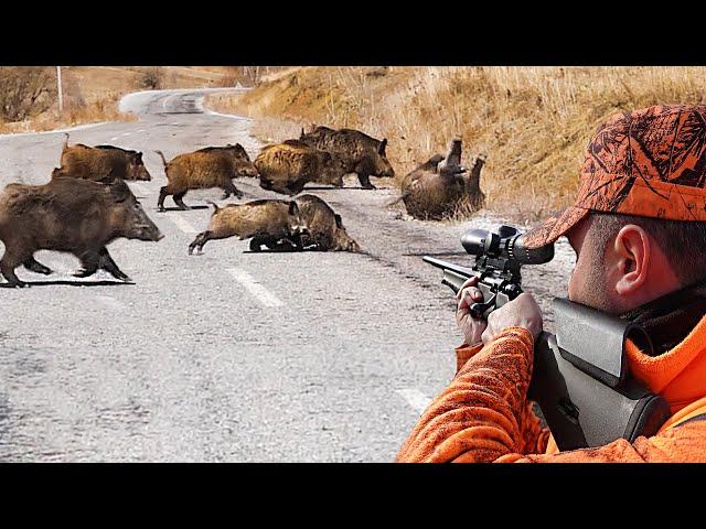 GREAT SHOTS TO THE WILD BOAR HERD - HIGH ADRENALIN WILD BOAR HUNTING, HOG HUNTS, PIG, WILD LIFE