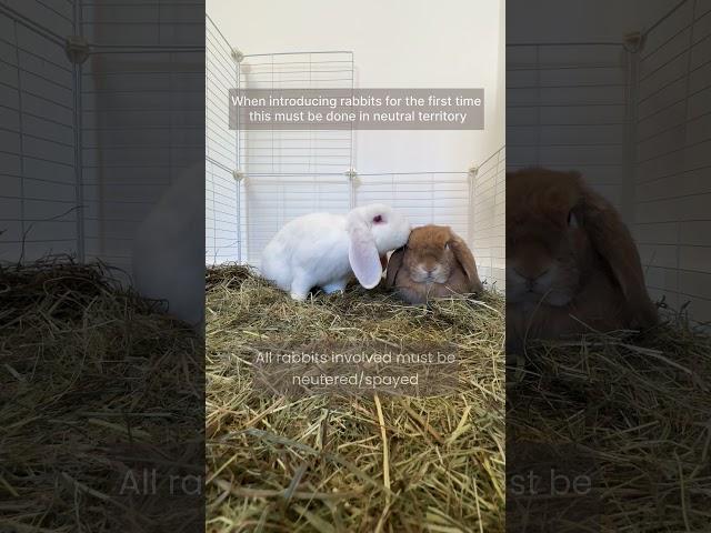 Rabbit Bonding | Pairing Rabbits | How to Bond my Rabbits | Bunnies | Bunny Pairs | Rabbit Pairs