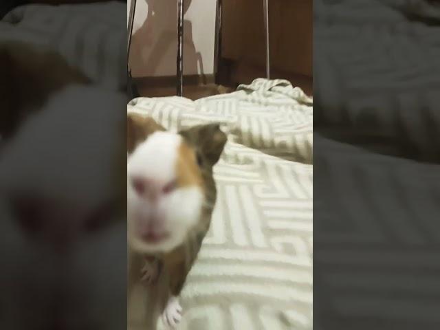 Рыжик