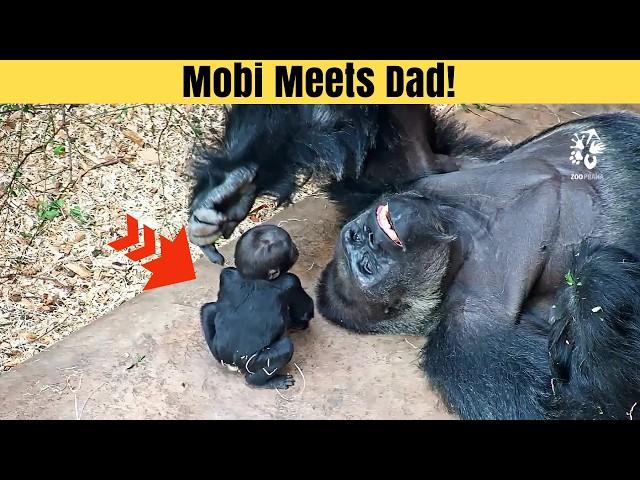 Mobi the Baby Gorilla Meets Dad for the First Time!