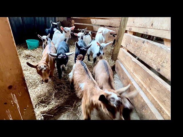 Mama goat has mastitis! We’ll be bottle feeding her babies. Baby goat twirlies & zoomies??