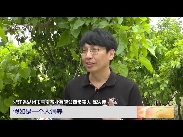 [中国三农报道]浙江湖州：桑基鱼塘养蚕用上机器人|农业致富经 Agriculture And Farming