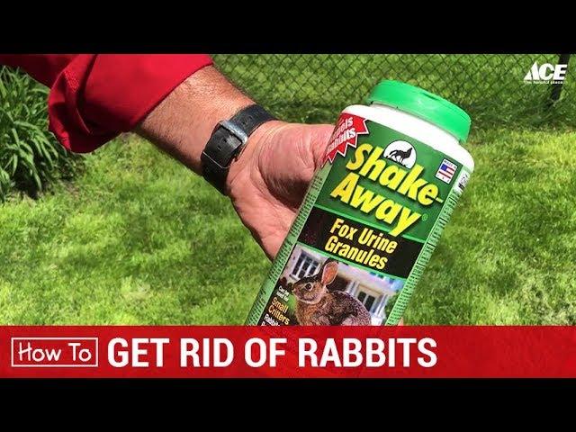 How To Get Rid of Rabbits - Ace Hardware