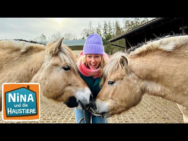 Fjordpferd | Information für Kinder | Nina und die Haustiere