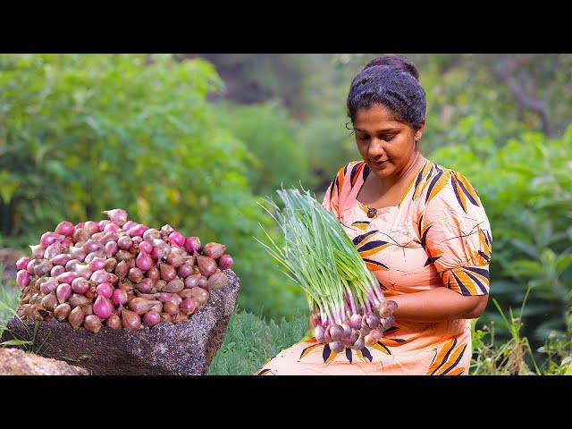 Fresh Shallots Harvest in village and Traditional flavors with blend with this spice