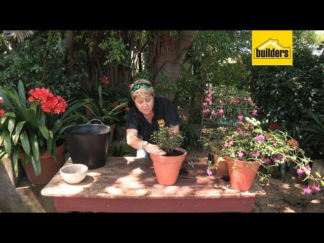 How to Plant Fuchsia Flowers in a Pot