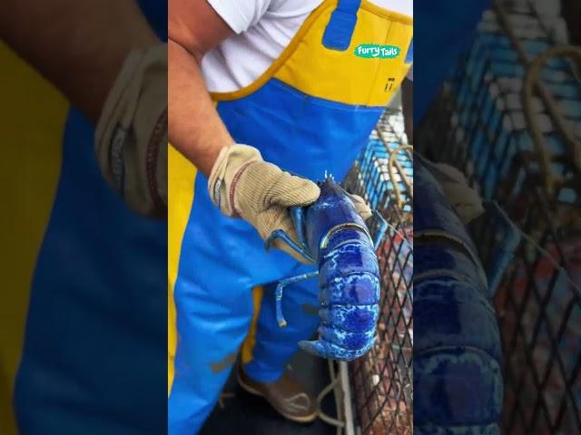  There's a 1 in 2,000,000 chance you'd catch a rare blue lobster #shorts @FurryTails