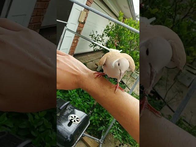 Pet Dove Flies to Hand on Command