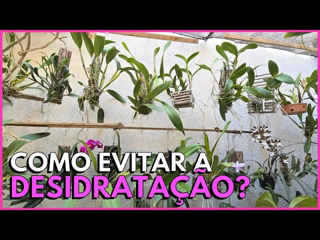 COMO CUIDAR DAS ORQUÍDEAS NO TRONQUINHO EM DIAS DE MUITO CALOR E AR SECO?️