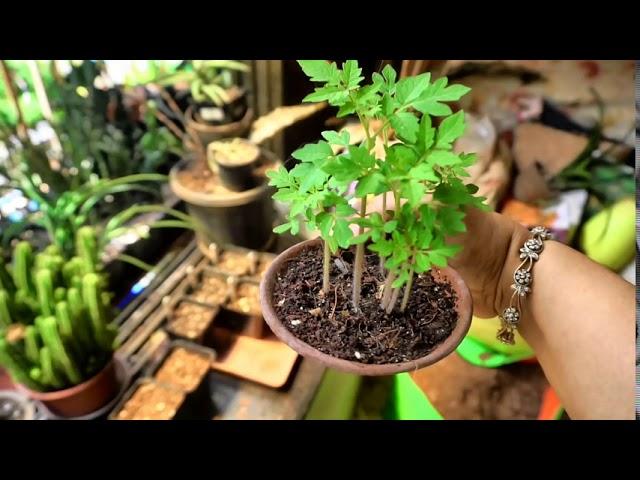 Fabric Pots for Peppers | My Cacti Aloes , Snake Plants | ️ Seedling Update | Garden Vlog