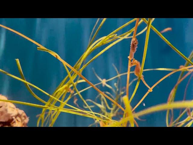 Birch Aquarium: Dwarf Seahorses