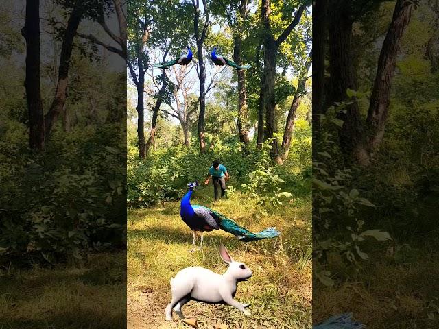 Rabbit  and peacock #cock #peacock #vtr #trending #rabbit #rat #wild #animal #vtrwildtv