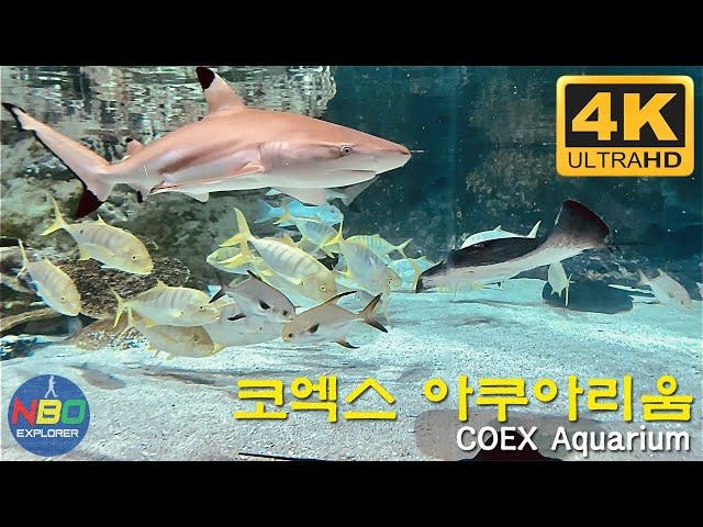 [4K]  Walking around COEX Aquarium｜ 코엑스 아쿠아리움