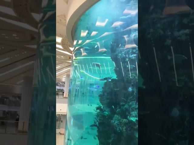 fish aquarium in Jeddah Airport #fish #aquarium #jeddah #airports #trending #viral #shortvideo