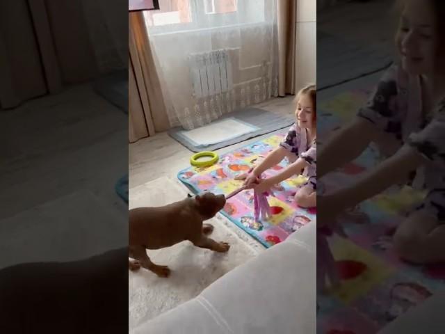 Дейзи дома в Самаре ️, спасибо за приветы #питомниксобак #americanbully