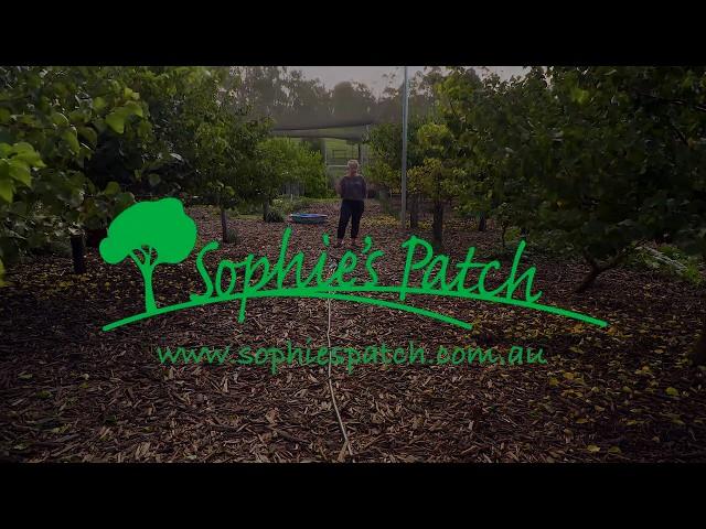 Sophies Patch - The Orchard