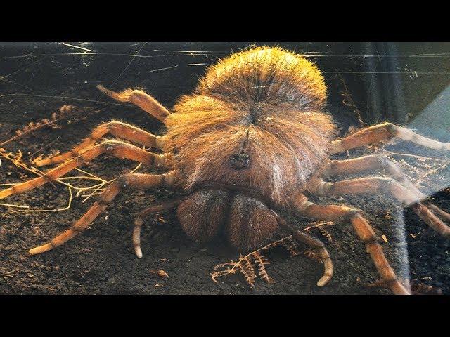 5 Shocking Giant Prehistoric Spiders