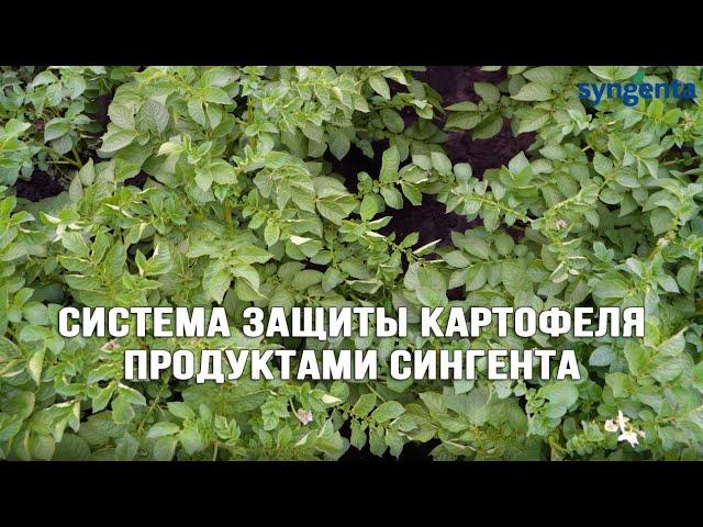 Система защита картофеля Сингента.