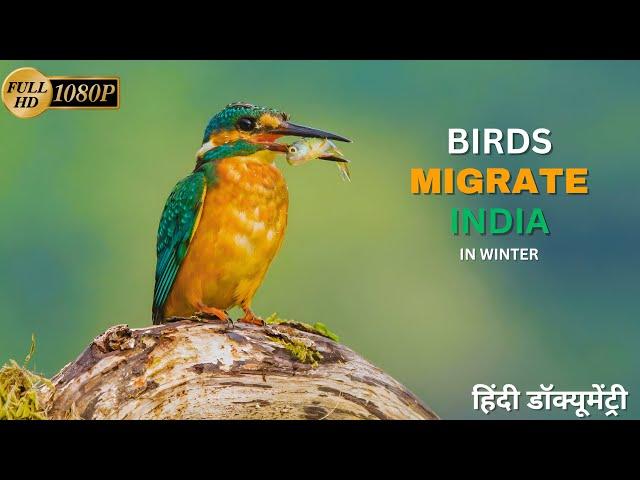 Birds Migration to India: A Seasonal Spectacle - हिंदी डॉक्यूमेंट्री | Wildlife Documentary In Hindi