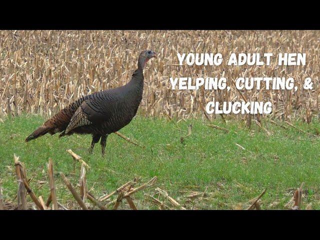 Wild Hen Turkey sounds (Yelping, Cutting &  Clucking)