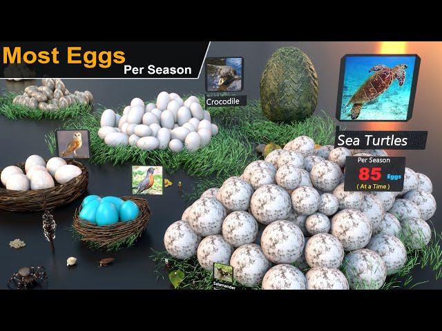 Number of Eggs Lays by Animal | Birds | Insects || Animal egg Production comparison