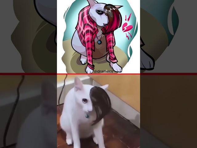 EMO CAT!  Cat Memes  #cat  #catmemes