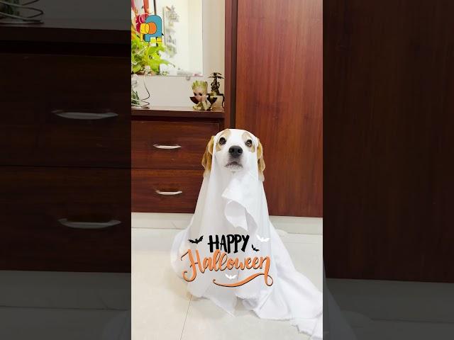 Cutest Halloween Ghost Ever!  Watch Our Pup Steal the Show!