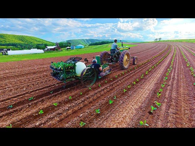 Planting Cabbage On A Small Vegetable Farm In Northeast Pennsylvania