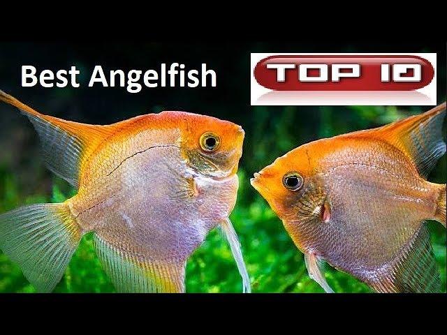 Top 10 most beautiful scalars fish 