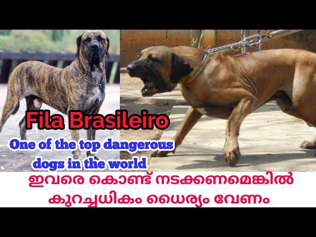 ഇവരെ കണ്ടാൽ തന്നെ ആരും ഒന്ന് പേടിക്കും|Fila Brasileiro Dogs|Brazilian Mastiff|Dog sale Kerala