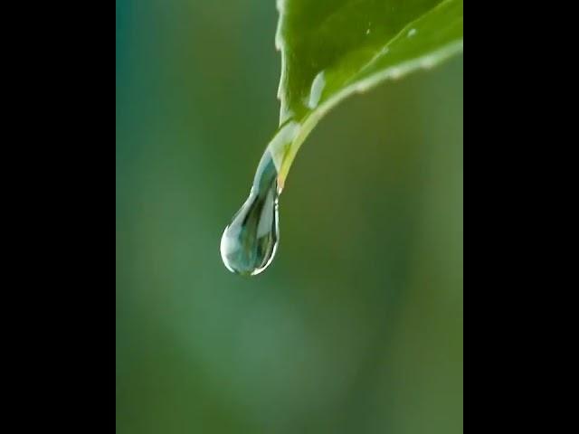 One of my all-time favorite robotic macro shots @chrisvtv #Shorts