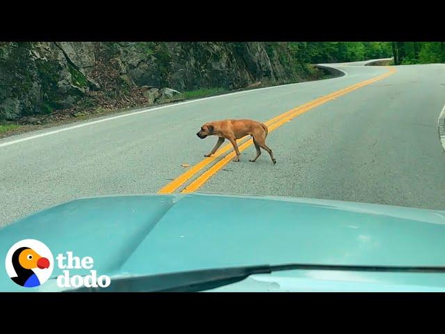 Dog Rescued From The Middle Of Traffic Becomes The Biggest Love Bug | The Dodo