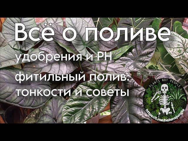 Как и когда поливать растения? Фитильный полив. Удобрения и PH