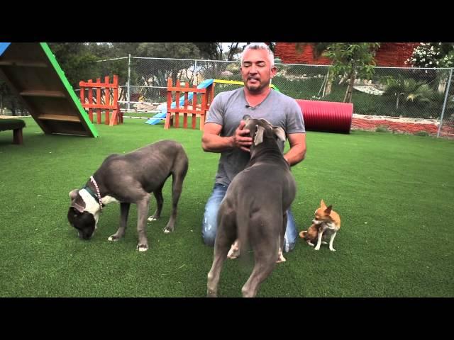 Cesar Millan Explains: Do Dogs Get Jealous?