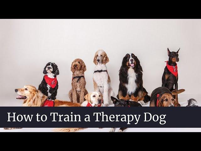 How to Train a Therapy Dog || How to train a therapy dog for anxiety || How to Train a Therapy Dogs