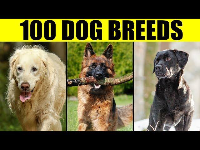 Dog Breeds - List of 100 Most Popular Dog Breeds in the World