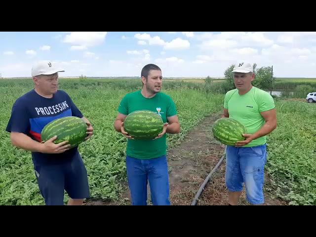 Cultura de pepeni in camp - Inginer Horticol Razvan Radulescu