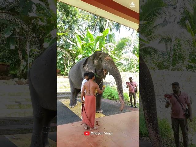 കാവേരി ഒറ്റക്ക് തൊഴുന്നു ️️ I Kaveri Malappuram #kaverielephant #shimil #shorts