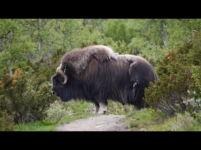 Moschusochsen im Nationalpark Dovrefjell-Sunndalsfjella, von Andreas Reisböck