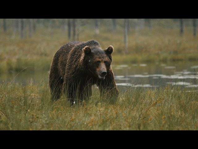 Bear Wisdom