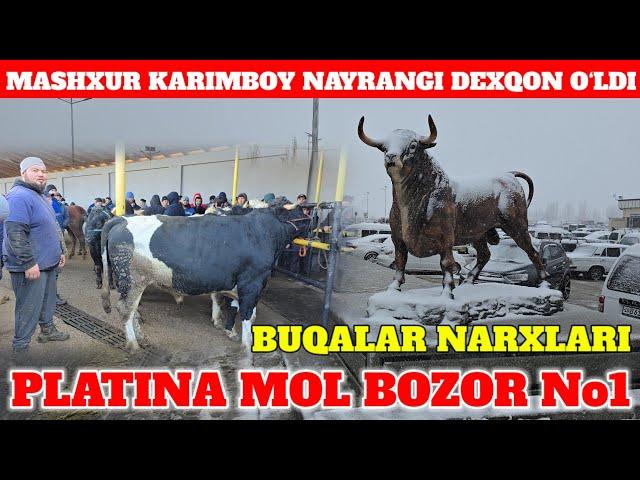 PLATINA MOL BOZOR BUQALAR NARXLARI TAROZIDAGI NARXLAR DAXSHAT KARIMBOY SINDIRDI XAMMANI