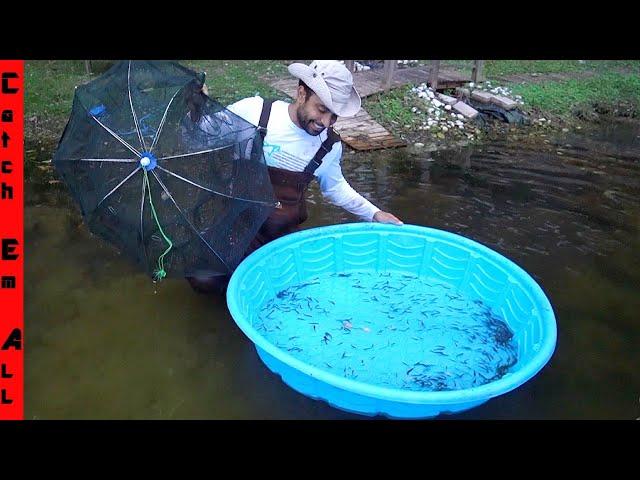 FLUSHING 1,000 FISH Caught OUT of the GRASS **Minnow Trap BIG Mistake**