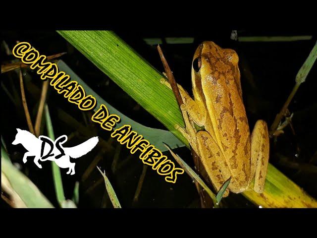 COMPILADO DE ANFIBIOS (Ranas y sapos) en DS "Naturaleza de cerca". 