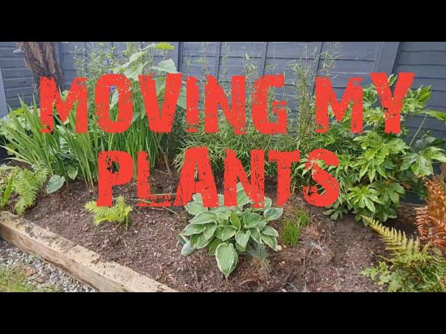 MOVING PLANTS IN MY BORDERS 