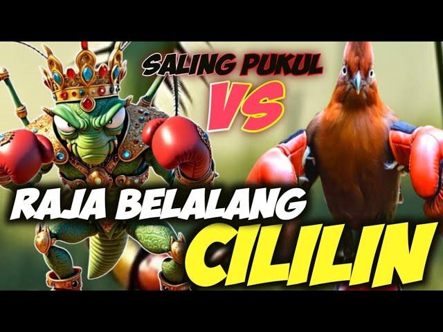 MASTERAN SALING PUKUL BELALANG RAJA VS CILILIN AMPUH || BELALANG RAJA SAMBUNG CILILIN JERNIH PANJANG