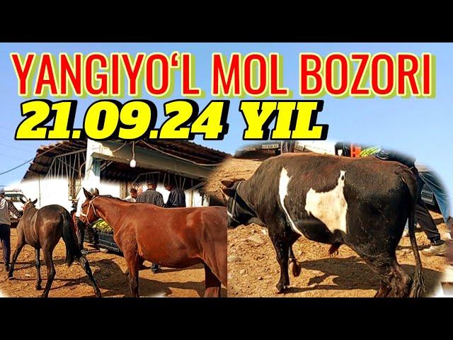 YANGIYOʻL MOL BOZORIDAGI BUGUNGI NARXLAR 