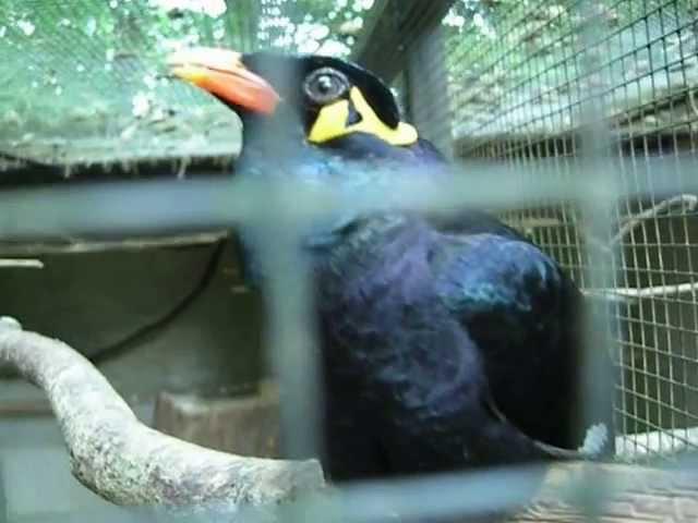 A talking bird. The bird (Common Hill Myna) speaks German and laughs in Bird-park Ortenburg.